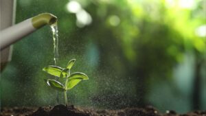 From Garden to Kitchen: The Art of Growing and Braiding Your Own Garlic